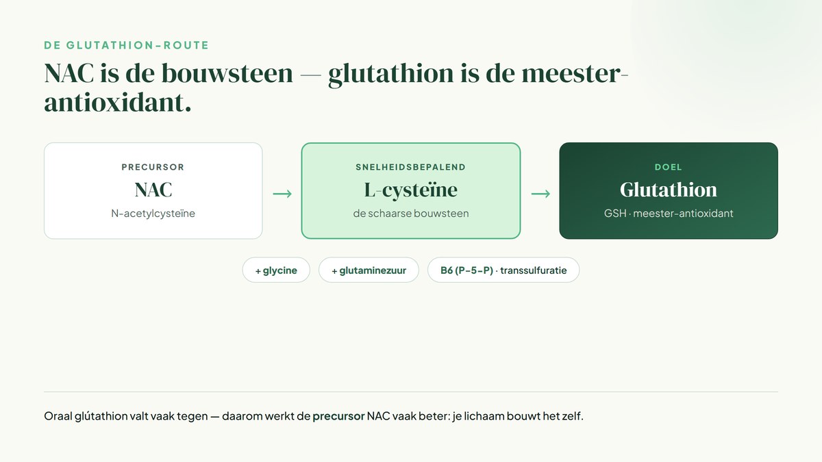 Schema: NAC levert L-cysteïne, de snelheidsbepalende bouwsteen, waaruit samen met glycine en glutaminezuur glutathion (GSH) wordt gevormd.